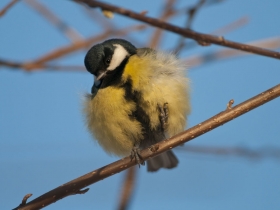 bird_bolshaya_sinitsa