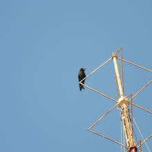 Большеклювая ворона, г. Магадан, 12.05. 2013 год.