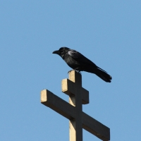 Большеклювая ворона - новый вид фауны Магаданской области.