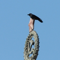 Большеклювая ворона - новый вид фауны птиц Магаданской области на старом символе. 11 мая 2013 год.