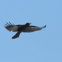Большеклювая ворона, г. Магадан, 22.03. 2015 год.