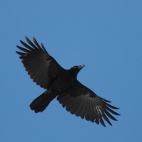 Большеклювая ворона, г. Магадан, 28.02. 2015 год.