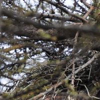 Птенец большеклювой вороны в первом найденном гнезде на территории области. Городской парк, 3 июня 2013 год.