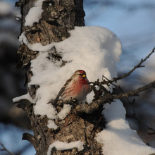 Чечётка в городском парке, 1.02.2015 год.