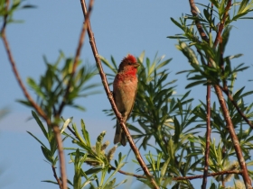 bird_chechevitsa