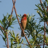 Самец чечевицы, п. Штурмовой, 24.06. 2011 год.