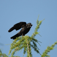 Черная ворона, окрестности п. Гастелло, 02.08. 2012 год.