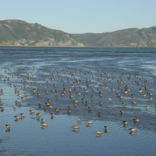 Чернозобики, Ольская лагуна, 04.09. 2012 год.