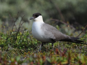 bird_dlinnokhvostyy_pomornik