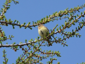 bird_dubrovnik