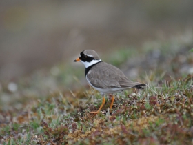 bird_galstuchnik