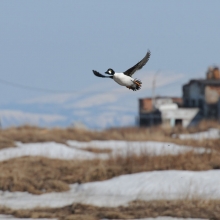 Самец гоголя, низовья реки Магаданки, 01.05. 2013 год.