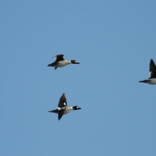 Самцы гоголя, Ольская лагуна, 02.06. 2011 год.