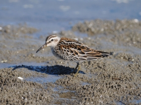 bird_gryazovik