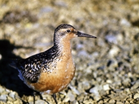 bird_islandskiy_pesochnik