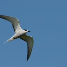 Камчатская крачка, Ольская лагуна, 24.07. 2010 год.