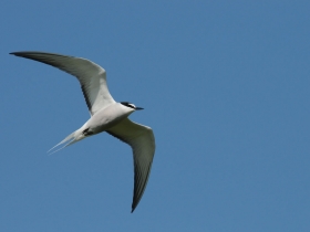 bird_kamchatskaya_krachka