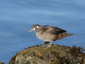 bird_kamenushka