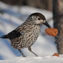 Кедровка, окрестности Магадана, 09.02. 2013 год.