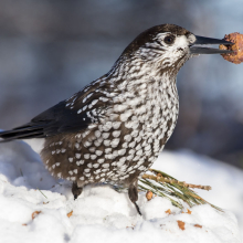Кедровка, окрестности Магадана, 12.02. 2016 год.