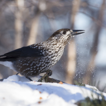 Кедровка, окрестности Магадана, 12.02. 2016 год.