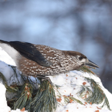 Кедровка, окрестности Магадана, 13.02. 2012 год.