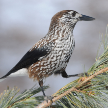 Кедровка, окрестности Магадана, 28.03. 2012 год.