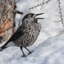 Кедровка, п. Талая, 21.04. 2011 год.