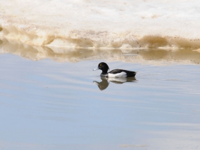 bird_khokhlataya_chernet