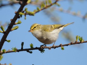 bird_korolkovaya_penochka