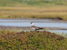 bird_korotkokhvostyy_pomornik