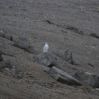 Кречет, низовья реки Эмээм (северная Корякия), 08.08. 2012 год.