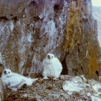 Гнездо кречета, верховья реки Энмываам (Чукотка), июль 1991 год.
