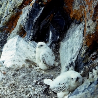 Гнездо кречета, озеро Коолень (Чукотка), июль 1987 год.