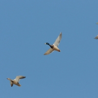 Кряквы, низовья реки Ола, 30.04. 2013 год.