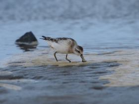 bird_lopaten