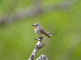 bird_malaya_mukholovka