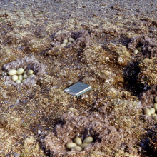 Гнёзда обыкновенных гаг, остров Врангеля, июнь 1982 года.