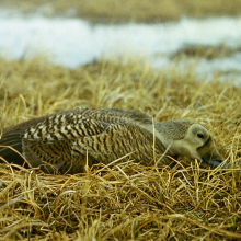 Самка очковой гаги, низовья реки Большая Чукочья, июнь 1984 года.