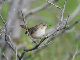 bird_okhotskiy_sverchok