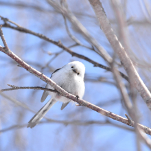 Ополовник, окрестности Магадана, 06.04. 2015 год.