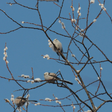 Ополовники, низовья р. Ола, 31.03. 2011 год.