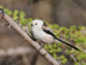 bird_opolovnik