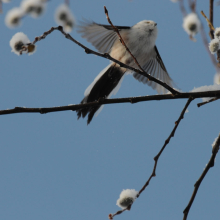 Ополовник, низовья р. Ола, 31.03. 2011 год.