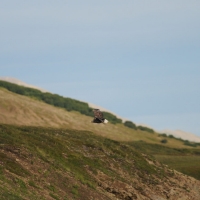 Молодой орлан-белохвост, низовья р. Эмээм (северная Корякия), 03.08. 2012 год.