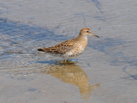 bird_ostrokhvostyy_pesochnik