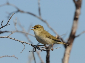 bird_penochka_talovka