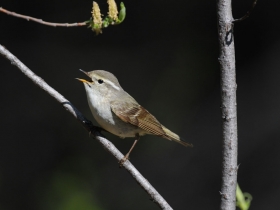 bird_penochka_zarnichka