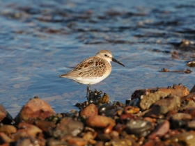 bird_pereponchatopalyy_pesochnik