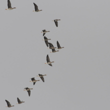 Стая пискулек и белолобых гусей в дельте реки Ола, 13.05. 2012 год.